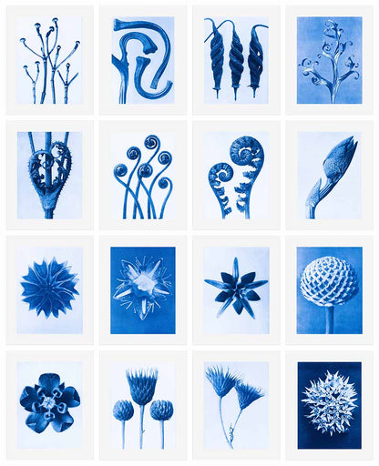 Azure Botanical Art Prints