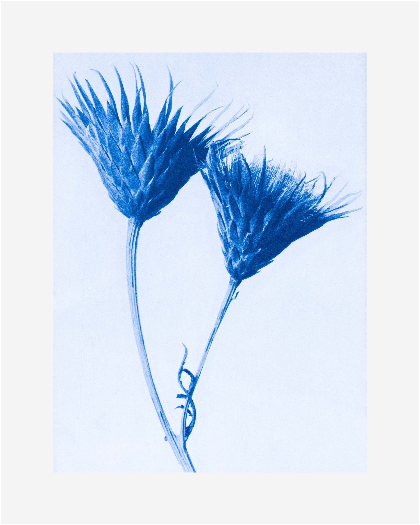 Azure Botanical Art Prints