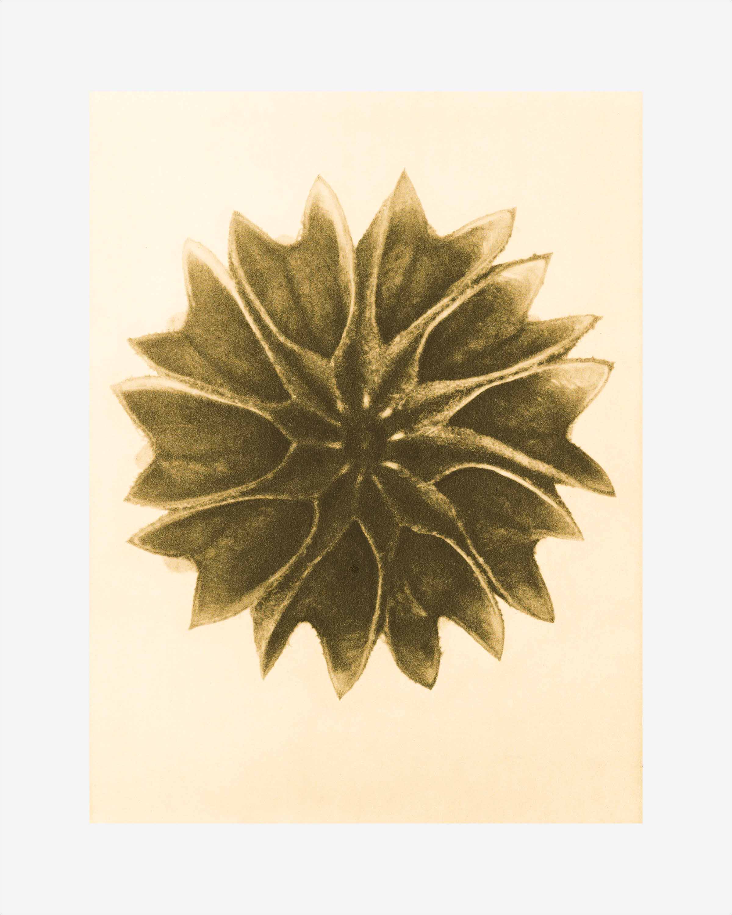 Botanical Art Print 63